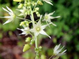 Attēlu rezultāti vaicājumam “Echinocystis lobata flower”