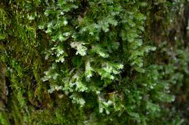 Attēlu rezultāti vaicājumam “Neckera pennata”