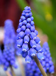 Attēlu rezultāti vaicājumam “Muscari armeniacum”