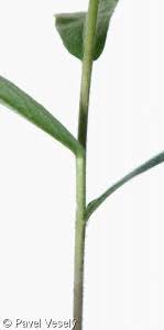 Image result for Inula hirta