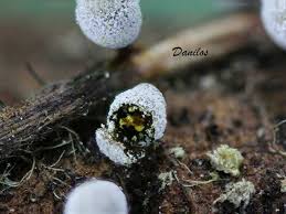 Attēlu rezultāti vaicājumam “Craterium aureonucleatum”