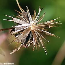Attēlu rezultāti vaicājumam “Bidens frondosa fruit”