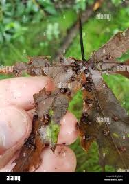 Attēlu rezultāti vaicājumam “Vasates quadripedes”