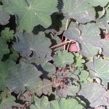 Image result for Alchemilla mollis