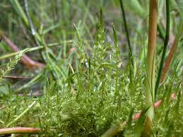 Attēlu rezultāti vaicājumam “Calliergon cordifolium”