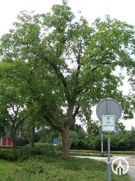 Attēlu rezultāti vaicājumam “Juglans regia”