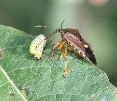 Attēlu rezultāti vaicājumam “Pinthaeus sanguinipes”