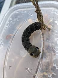 Attēlu rezultāti vaicājumam “Proutia betulina”