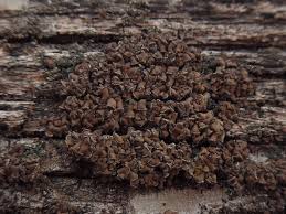 Attēlu rezultāti vaicājumam “Hypocenomyce scalaris”