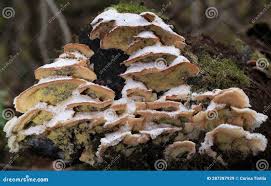 Attēlu rezultāti vaicājumam “Phlebia tremellosa”