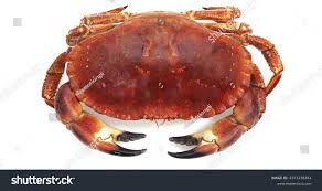 Image result for Cancer pagurus