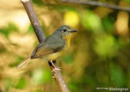 Attēlu rezultāti vaicājumam “Muscicapidae”