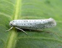 Attēlu rezultāti vaicājumam “Yponomeuta evonymella”