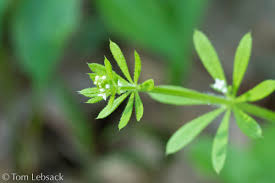 Attēlu rezultāti vaicājumam “Galium aparine leaf”