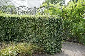 Attēlu rezultāti vaicājumam “Carpinus betulus”