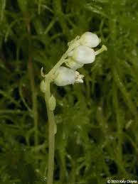 Attēlu rezultāti vaicājumam “Orthilia secunda fruit”
