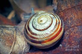 Attēlu rezultāti vaicājumam “Cepaea hortensis”