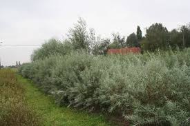 Attēlu rezultāti vaicājumam “Salix rosmarinifolia”
