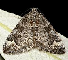 Attēlu rezultāti vaicājumam “Dysstroma truncata”