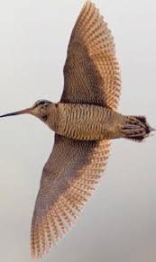 Attēlu rezultāti vaicājumam “Scolopax rusticola”