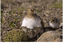 Attēlu rezultāti vaicājumam “Calidris alba adult”