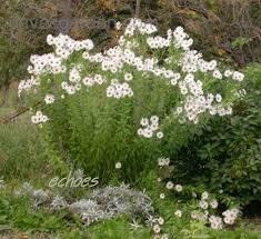 Image result for Leucanthemella serotina