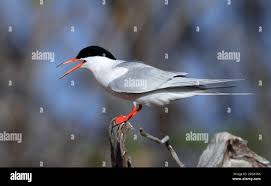 Image result for Sterna dougallii