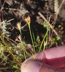 Attēlu rezultāti vaicājumam “Rhynchospora alba leaf”