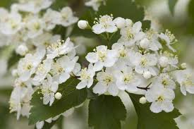 Attēlu rezultāti vaicājumam “Crataegus submollis flower”