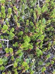 Attēlu rezultāti vaicājumam “Empetrum nigrum”