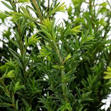 Attēlu rezultāti vaicājumam “Taxus”