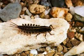 Attēlu rezultāti vaicājumam “Macrosteles nymph”