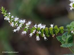 Attēlu rezultāti vaicājumam “Mentha longifolia flower”