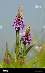 Attēlu rezultāti vaicājumam “Dactylorhiza maculata leaf”