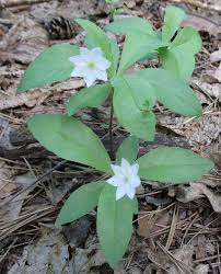 Attēlu rezultāti vaicājumam “Trientalis europaea leaf”