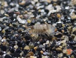 Attēlu rezultāti vaicājumam “Talitrus saltator”