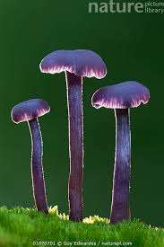 Attēlu rezultāti vaicājumam “Laccaria amethystina”