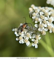 Attēlu rezultāti vaicājumam “Leptura rubra”