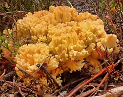 Attēlu rezultāti vaicājumam “Ramariopsis crocea”