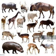 Attēlu rezultāti vaicājumam “Artiodactyla”