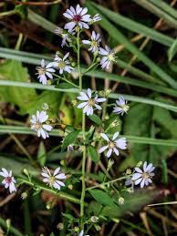 Attēlu rezultāti vaicājumam “Symphytocarpus trechisporus young”