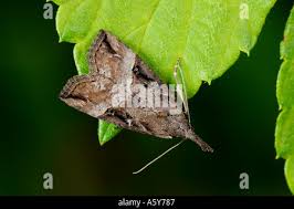 Attēlu rezultāti vaicājumam “Hypena rostralis”