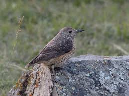 Image result for Monticola saxatilis