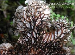 Attēlu rezultāti vaicājumam “Peltigera polydactylon”