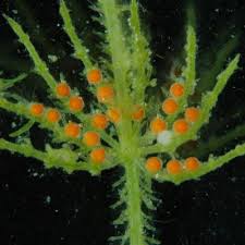 Attēlu rezultāti vaicājumam “Chara aspera male”