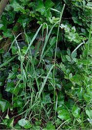 Attēlu rezultāti vaicājumam “Phleum pratense”