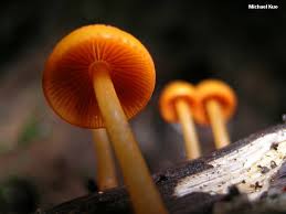 Attēlu rezultāti vaicājumam “Mycena”