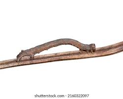 Attēlu rezultāti vaicājumam “Crocallis elinguaria larva”