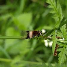 Attēlu rezultāti vaicājumam “Leucozona lucorum”