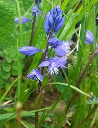 Attēlu rezultāti vaicājumam “Polygala vulgaris”